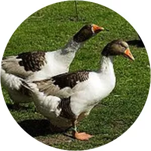 Danish landrace goose