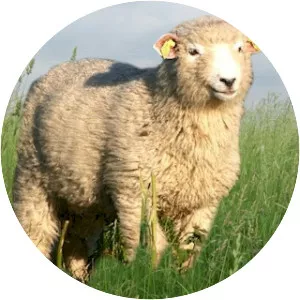 Danish Landrace sheep