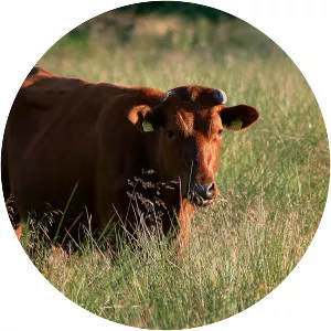 Danish Red cattle