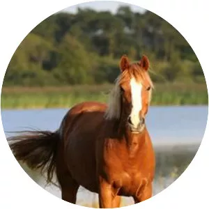 Danish Sport Pony