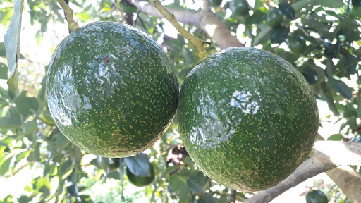 Danocado - Dairy in Vietnam