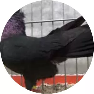 Danzig Highflyer (Danzig Yüksek Uçucusu)