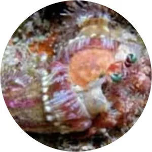 Dardanus pedunculatus - 