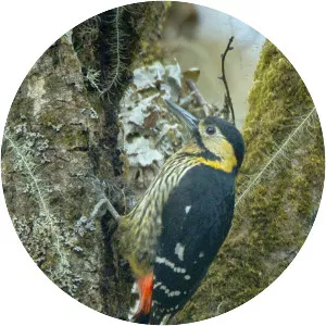 Darjeeling woodpecker