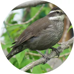 Dark-bellied cinclodes