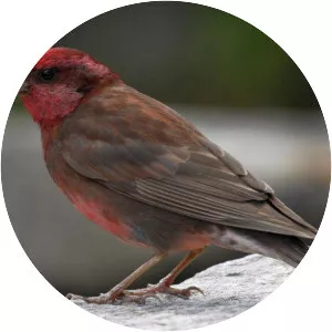 Dark-breasted rosefinch