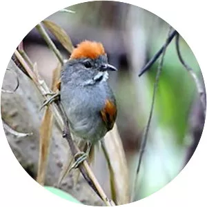 Dark-breasted spinetail - Bird