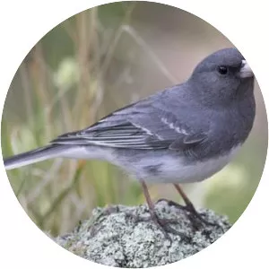 Dark-eyed junco - Birds