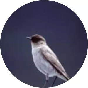 Dark-faced ground tyrant - Bird