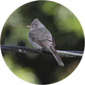 Dark pewee
