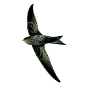 Dark-rumped swift