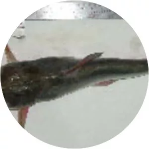 Dark sea catfish
