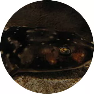 Dark shyshark - Sharks