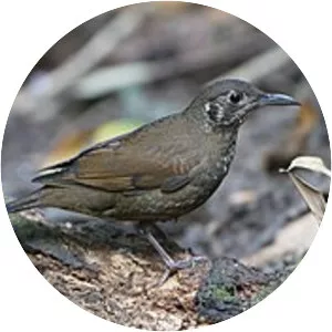 Dark-sided thrush
