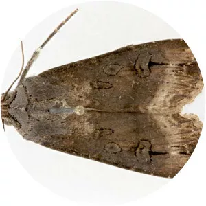 Dark sword-grass (Agrotis Ipsilon)