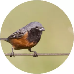 Dark-throated seedeater