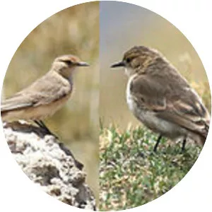 Dark-winged miner - Bird