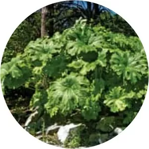 Darmera peltata (Hint Rhubarbı)