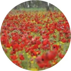 Darom Adom Festival - 