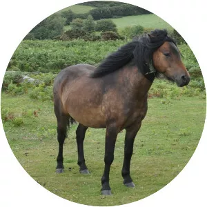 Dartmoor pony