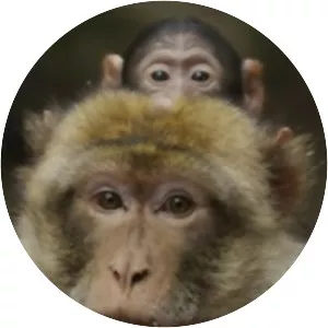 Darwin's Amazing Animals