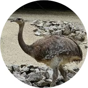 Darwin's rhea