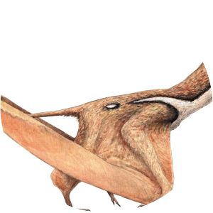 Darwinopterus - Animal