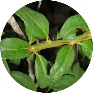 Dasyphyllum diacanthoides