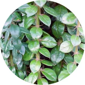 Dasyphyllum excelsum