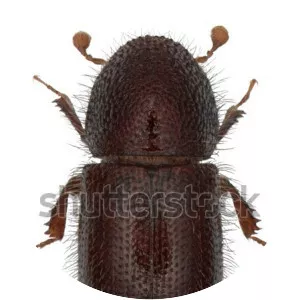 Date stone beetle