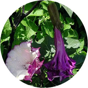 Datura Metel