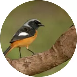 Daurian redstart