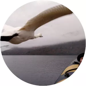 David Attenborough's Conquest of the Skies 3D