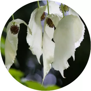 Davidia involucrata