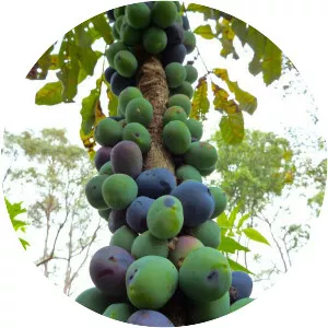 Davidson's plum - Plants