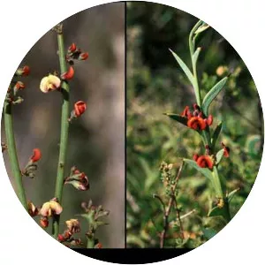 Daviesia benthamii