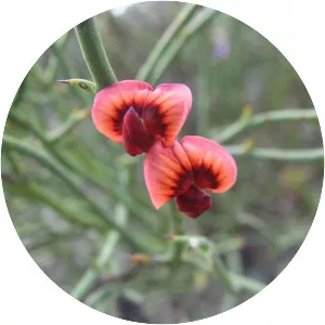 Daviesia brevifolia