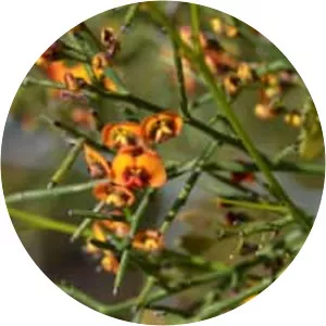 Daviesia divaricata - 