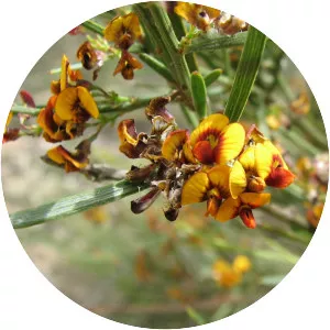 Daviesia leptophylla