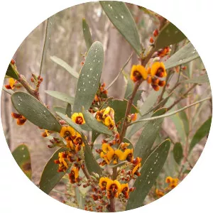 Daviesia mimosoides
