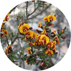Daviesia ulicifolia