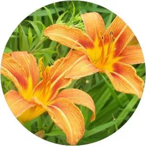 Daylily