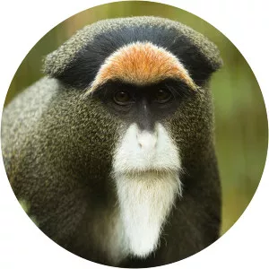 De Brazza's monkey