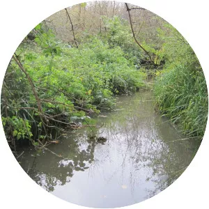 Deans Brook - Stream in England