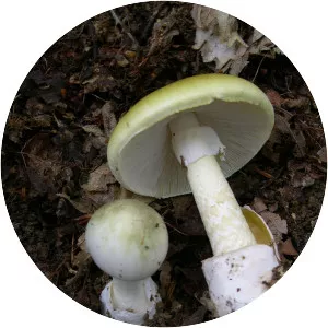 Death cap