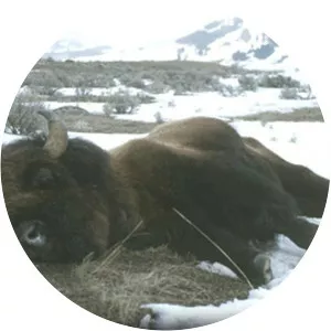 Death of a Bison BullSince 2000
