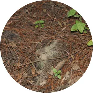 Death of Daniel Morcombe