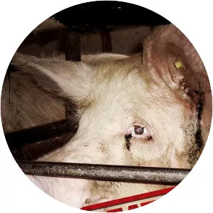 Death on a Factory Farm