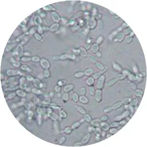 Debaryomyces hansenii