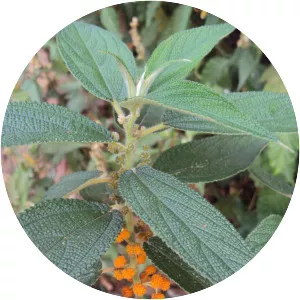 Debregeasia longifolia